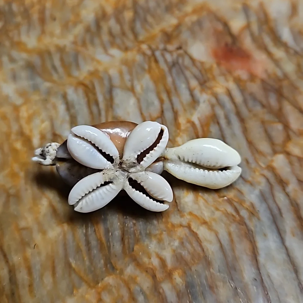 Small Shell Turtle